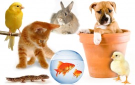 pet_directory